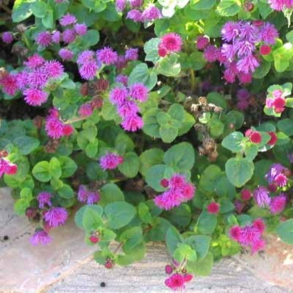 1515090784-vapur dumanı.jpg